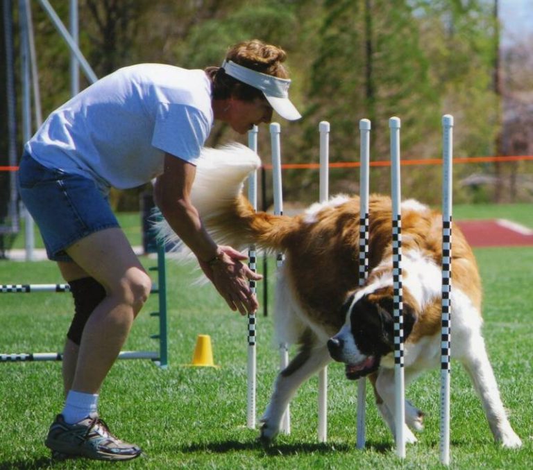 Long Distance Dog Training Solutions for Busy Pet Parents