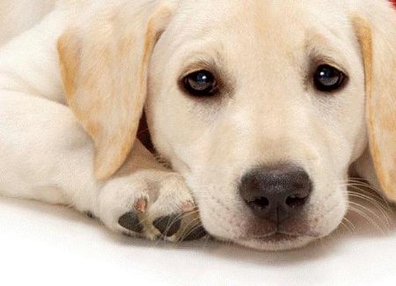 5 Unique Ways To Memorialize Your Pet