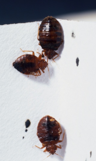Bedbugs: They Can't Take The Heat