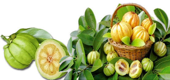 Garcinia-Cambogia-Benefits