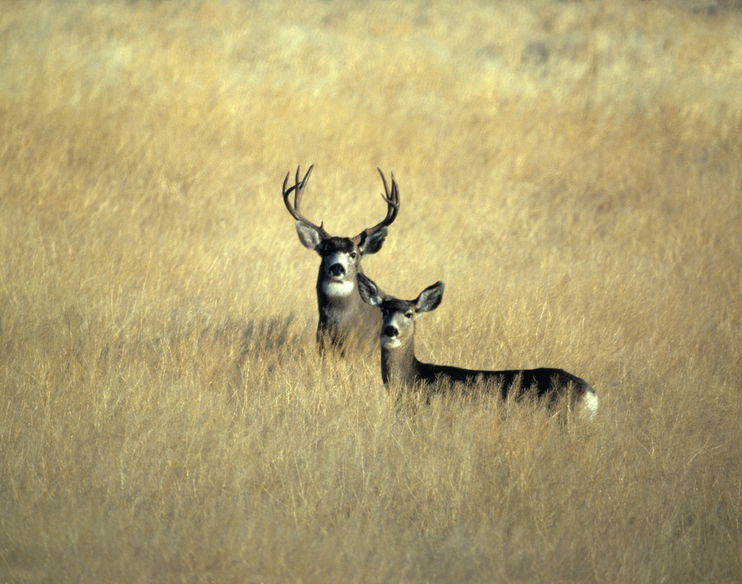 Don’t Veer For Deer: Safety Precautions For Motorists During Hunting Season
