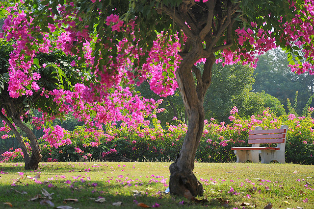 4 Beautiful Gardens To Visit In The City Of Chandigarh
