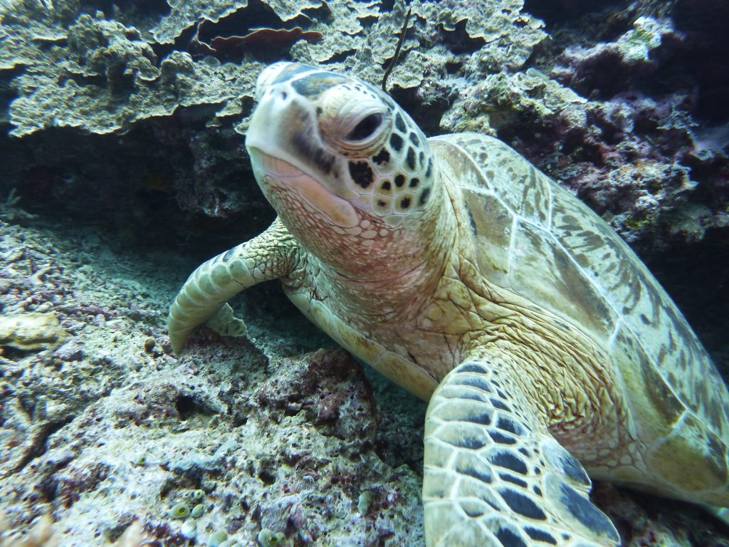 Underwater Beauty Of Indonesia And Malaysia