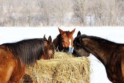Conserve Hay for Your Horse