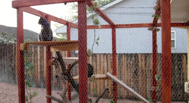 Reasons To Install A Cat Fence