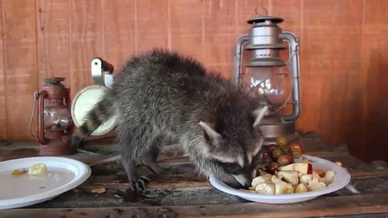 raccoonns