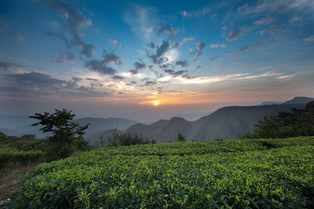 Come To Kerala If You Are In Search Of Peace and Serenity