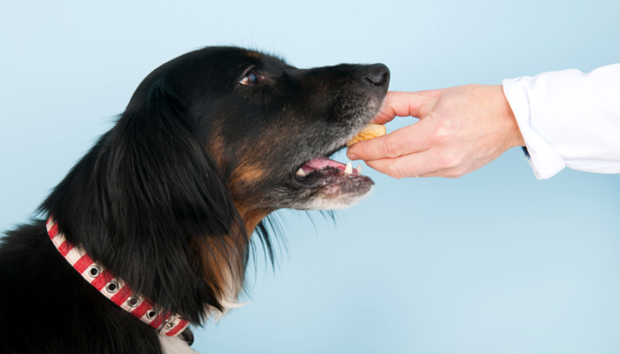 How To Feed Your Dog In Manner Way