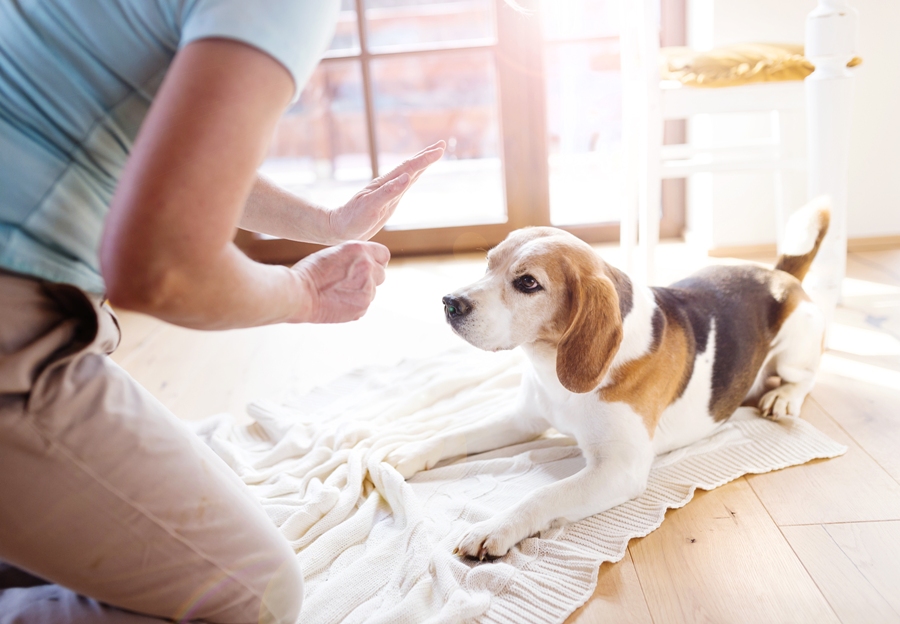 Understanding The Legal Implications Of Dog Bite Accident In Oregon
