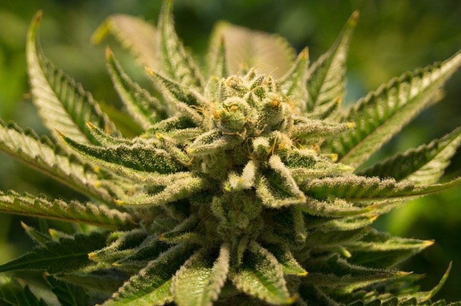 4 Amazing Health Discoveries In The World Of Medical Cannabis