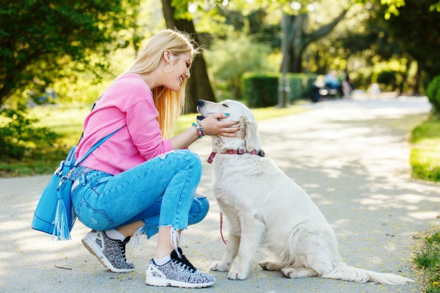 Doggy Training - Ways To Stop Your Pooch From Biting You