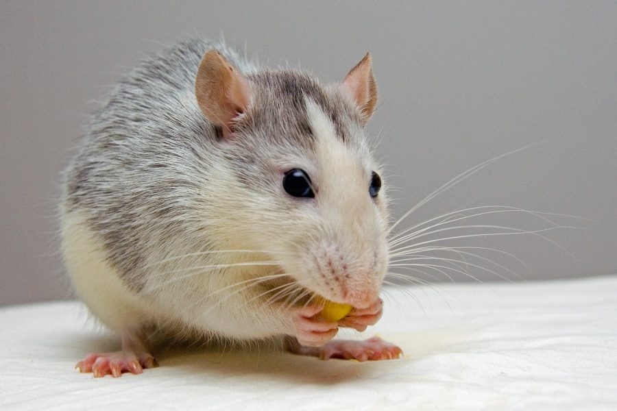 Ruthless Rodents: 4 Things That Attract Rats & Mice to Your Home